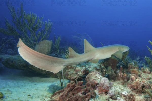 Identification characteristics of Atlantic nurse shark (Ginglymostoma cirratum) shows first and