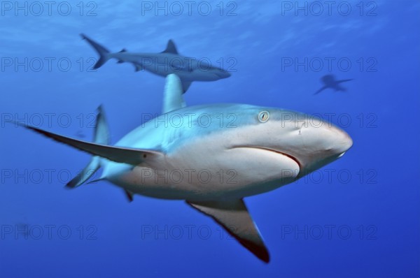 Close-up of Grey reef shark (Carcharhinus amblyrhynchos) swimming with spread fins shark fins shark