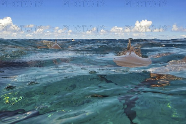 Image at water surface of mock attack of Grey reef shark (Carcharhinus amblyrhynchos) Grey reef