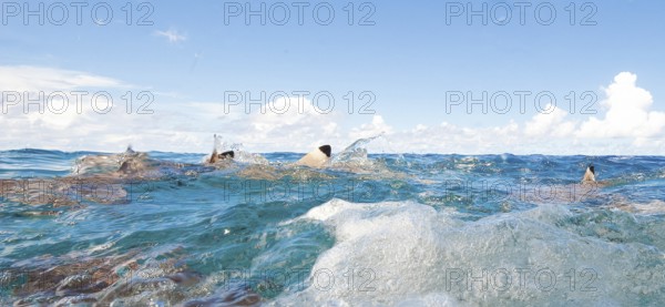 Small group of blacktip reef sharks (Carcharhinus melanopterus) Blacktip reef sharks hunt for prey