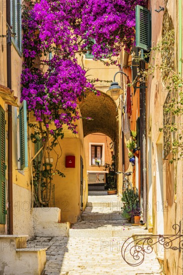 Passageway to Via Roma, purple flowering bougainvillea bush, Elba Island, Tuscan Archipelago