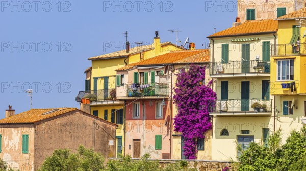 Pastel-coloured house front with purple flowering bougainvillea bush, Capoliveri, Elba Island,