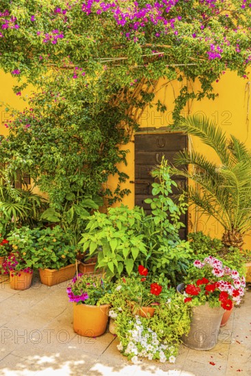 Courtyard decorated with flower pots, Capoliveri, Elba Island, Tuscan Archipelago National Park,