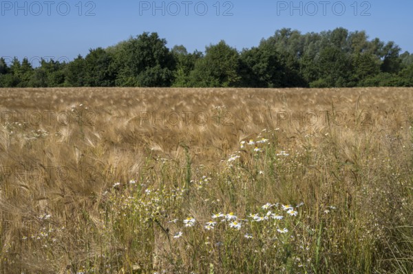Flowering camomile (Matricaria chamomilla) in a barley field, North Rhine-Westphalia, Germany