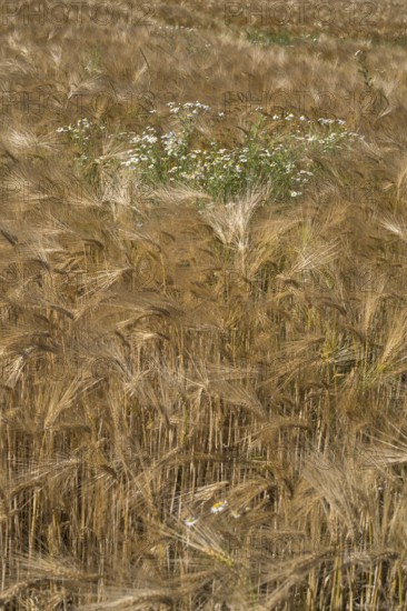Flowering camomile (Matricaria chamomilla) in a barley field, North Rhine-Westphalia, Germany