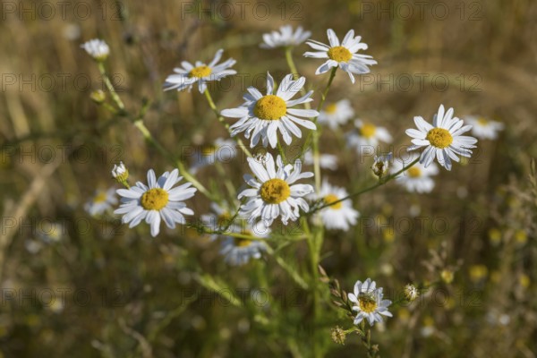 Flowering camomile (Matricaria chamomilla) in a barley field, North Rhine-Westphalia, Germany