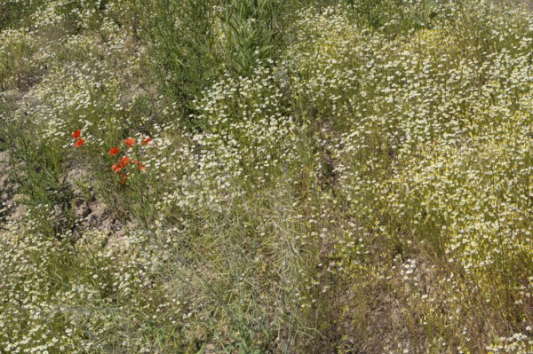 Field with flowering chamomile (Matricaria chamomilla) and flowering poppy (Papaver rhoeas) North