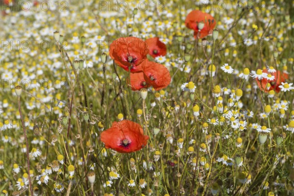 Field with flowering chamomile (Matricaria chamomilla) and flowering poppy (Papaver rhoeas) North