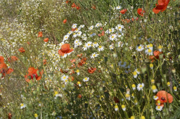 Field with flowering chamomile (Matricaria chamomilla) and flowering poppy (Papaver rhoeas) North