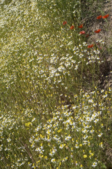Field with flowering chamomile (Matricaria chamomilla) and flowering poppy (Papaver rhoeas) North