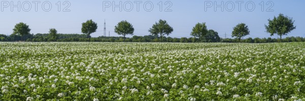 Field with flowering potato plants (Solanum tuberosum), Kamen, North Rhine-Westphalia, Germany