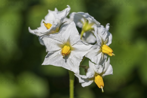 Flowering potato plant (Solanum tuberosum) in a potato field, North Rhine-Westphalia, Germany