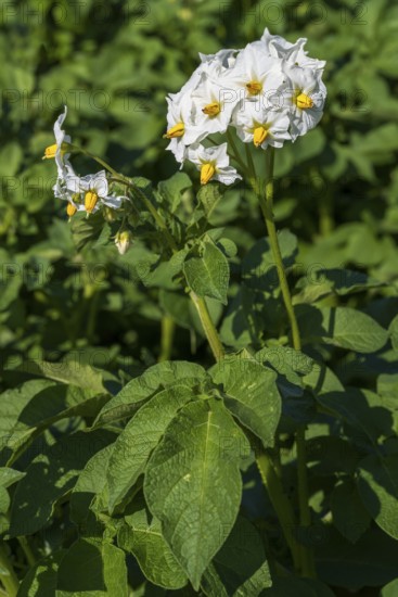 Flowering potato plant (Solanum tuberosum) in a potato field, North Rhine-Westphalia, Germany