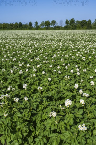Field with flowering potato plants (Solanum tuberosum), Kamen, North Rhine-Westphalia, Germany