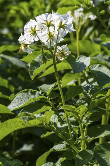 Flowering potato plant (Solanum tuberosum) in a potato field, flowering from behind, North
