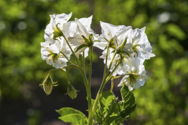 Flowering potato plant (Solanum tuberosum) in a potato field, flowering from behind, North