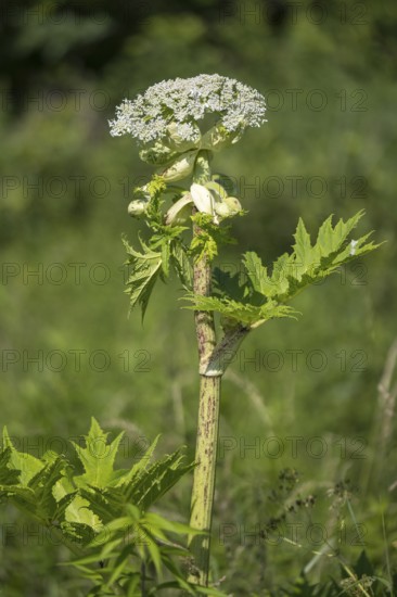 Giant hogweed (Heracleum mantegazzianum), Herculean perennial, flowering, North Rhine-Westphalia,