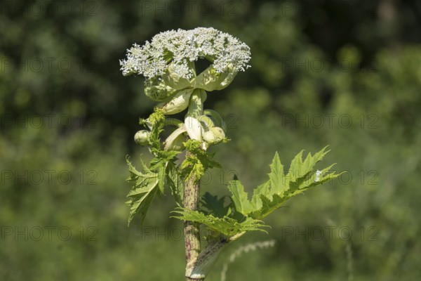 Giant hogweed (Heracleum mantegazzianum), Herculean perennial, flowering, North Rhine-Westphalia,