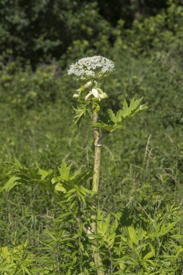 Giant hogweed (Heracleum mantegazzianum), Herculean perennial, flowering, North Rhine-Westphalia,