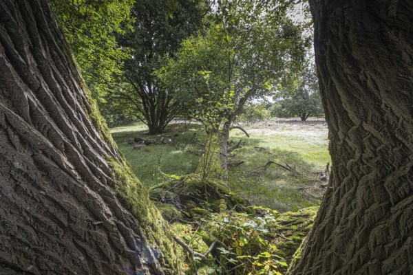 Mansenberge barrow cemetery, woodland with old English oaks (Quercus robur), Emsland, Lower Saxony,