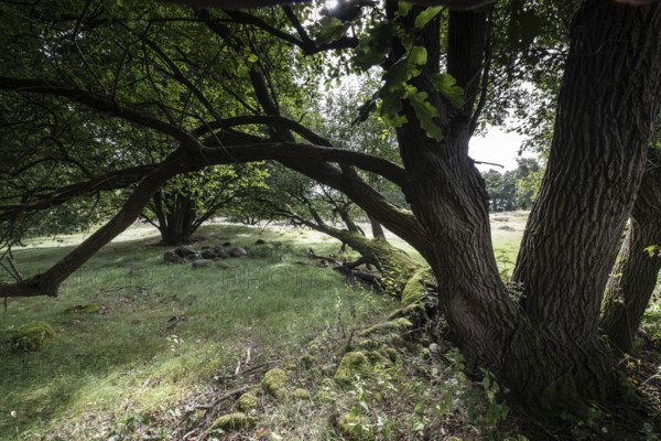 Mansenberge barrow cemetery, woodland with old English oaks (Quercus robur), Emsland, Lower Saxony,