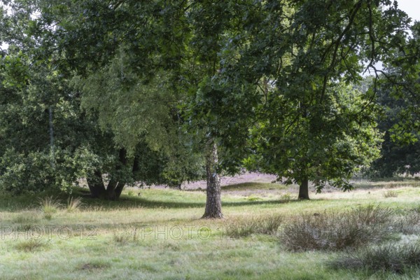 Mansenberge barrow cemetery, woodland with old English oaks (Quercus robur), Emsland, Lower Saxony,