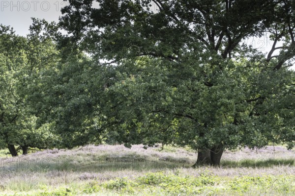 Mansenberge barrow cemetery, woodland with old English oaks (Quercus robur), Emsland, Lower Saxony,