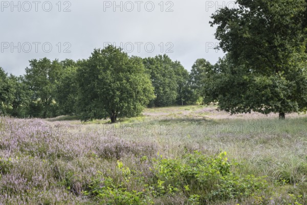 Mansenberge barrow cemetery, woodland with old English oaks (Quercus robur), Emsland, Lower Saxony,