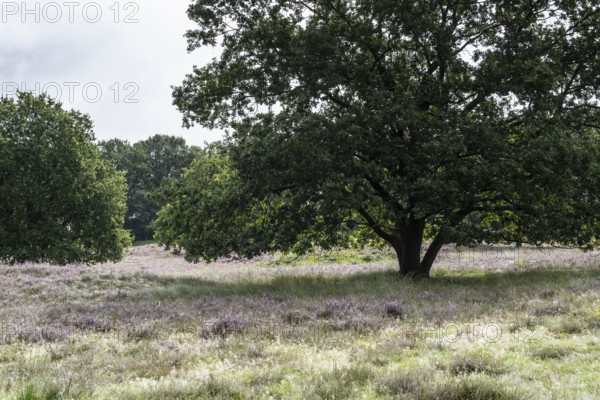 Mansenberge barrow cemetery, woodland with old English oaks (Quercus robur), Emsland, Lower Saxony,