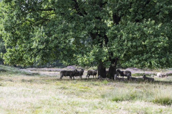Bentheimer Landschafe (Ovis gmelini) in the burial mound Mansenberge, woodland with old English