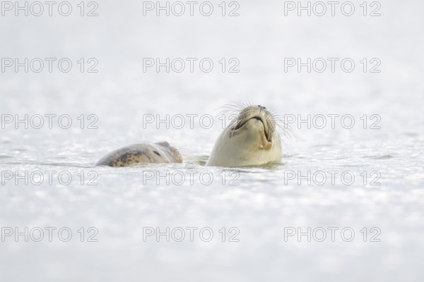 Common seal (Phoca vitulina) adult mother animal and juvenile baby pup in the sea, Norfolk,