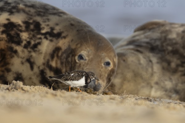 Grey seal (Halichoerus grypus) adult animal resting on a beach birdwatching as a Turnstone wading