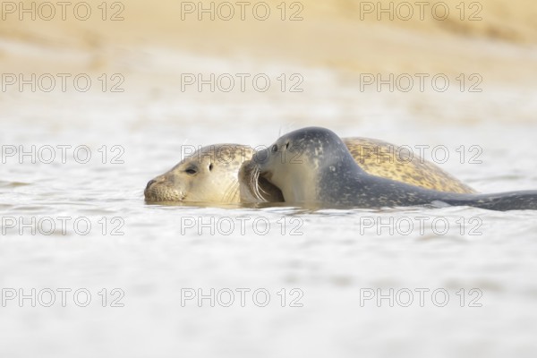 Common seal (Phoca vitulina) adult mother animal and juvenile baby pup in the sea, Norfolk,