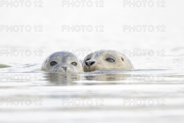 Common seal (Phoca vitulina) adult mother animal and juvenile baby pup in the sea, Norfolk,
