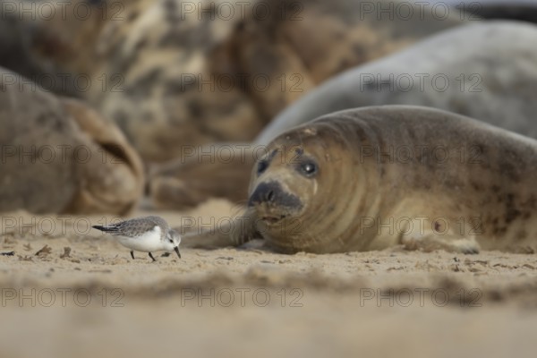 Grey seal (Halichoerus grypus) adult animal resting on a beach birdwatching as a Sanderling wading