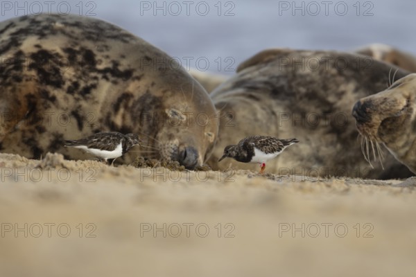 Grey seal (Halichoerus grypus) adult animal sleeping on a beach as two Turnstone wading birds feed,