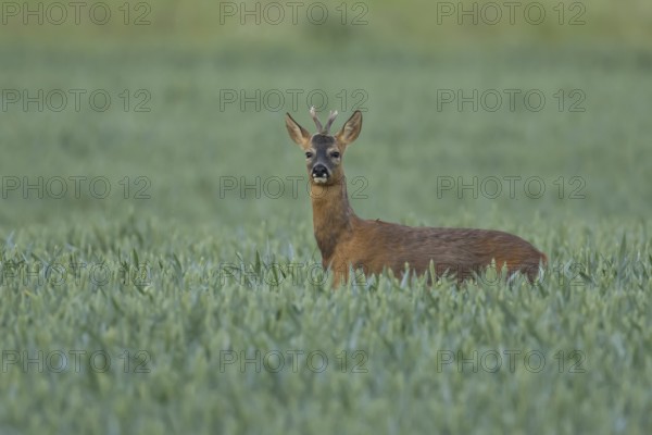 Roe deer (Capreolus capreolus) adult male buck animal feeding in a farmland wheat field in summer,