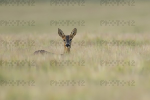Roe deer (Capreolus capreolus) adult female doe animal in a farmland barley field in summer,