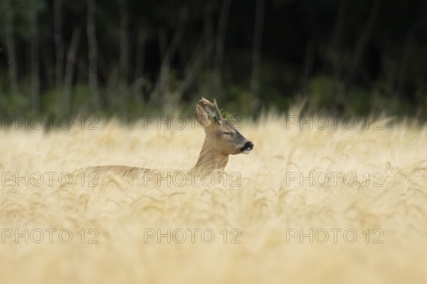 Roe deer (Capreolus capreolus) adult male buck animal in a farmland barley field in summer,