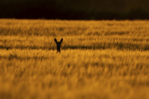 Roe deer (Capreolus capreolus) silhouette of an adult female doe animal in a farmland barley field