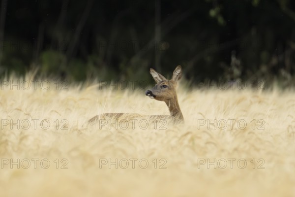 Roe deer (Capreolus capreolus) adult female doe animal in a farmland barley field in summer,