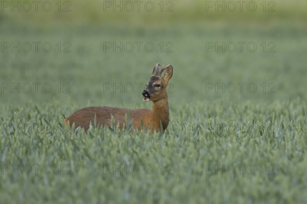 Roe deer (Capreolus capreolus) adult male buck animal feeding in a farmland wheat field in summer,