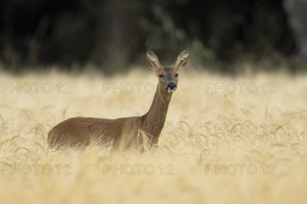 Roe deer (Capreolus capreolus) adult female doe animal in a farmland barley field in summer,