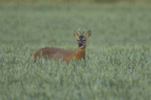 Roe deer (Capreolus capreolus) adult male buck animal feeding in a farmland wheat field in summer,