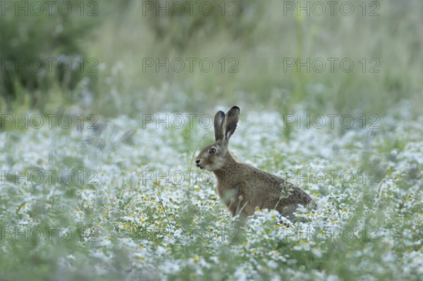 European brown hare (Lepus europaeus) adult animal in a farmland field with Mayflower flowers in