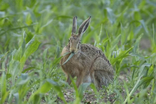 European brown hare (Lepus europaeus) adult animal feeding in a farmland maize field in summer,