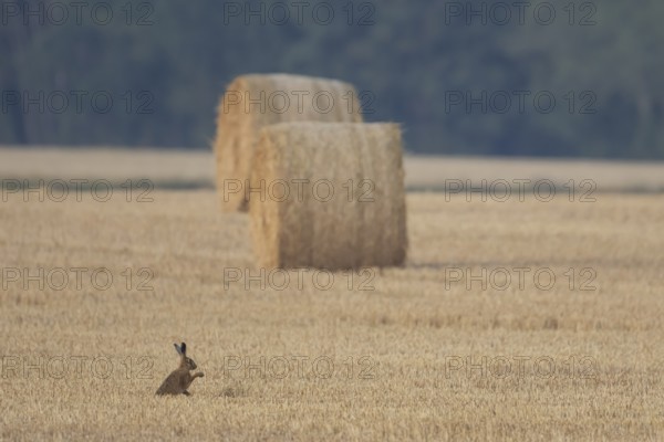 European brown hare (Lepus europaeus) adult animal in a farmland stubble field in summer with straw