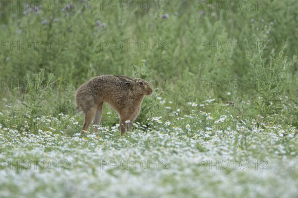 European brown hare (Lepus europaeus) adult animal stretching in a farmland field with Mayflower