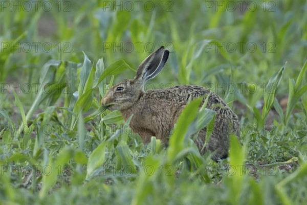 European brown hare (Lepus europaeus) adult animal feeding in a farmland maize field in summer,