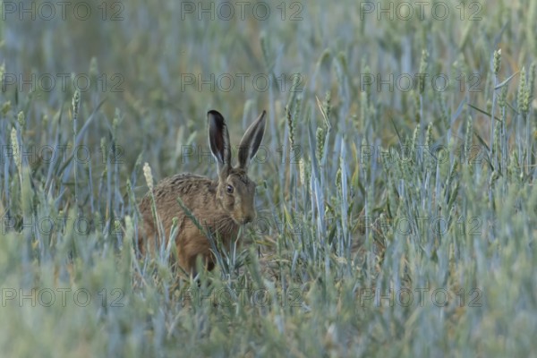 European brown hare (Lepus europaeus) adult animal feeding in a farmland wheat field in summer,